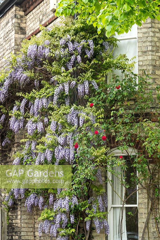 Wisteria floribunda trained on house with Rosa 'Paul's Scarlet'