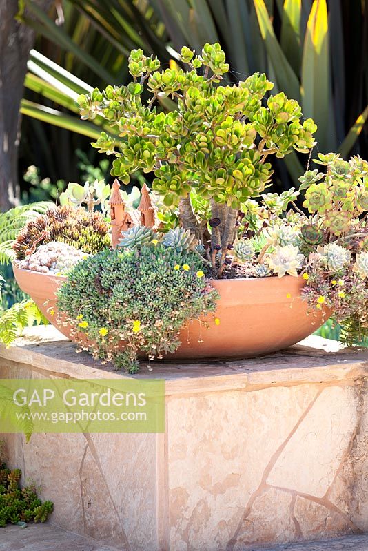 Crassula ovata in succulant display in terracotta container. Suzy Schaefer's garden, Rancho Santa Fe, California, USA.