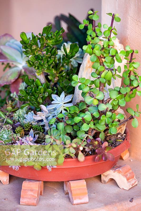 Portulacaria afra, dwarf jade plant in container with other succulents. Suzy Schaefer's garden, Rancho Santa Fe, California, USA