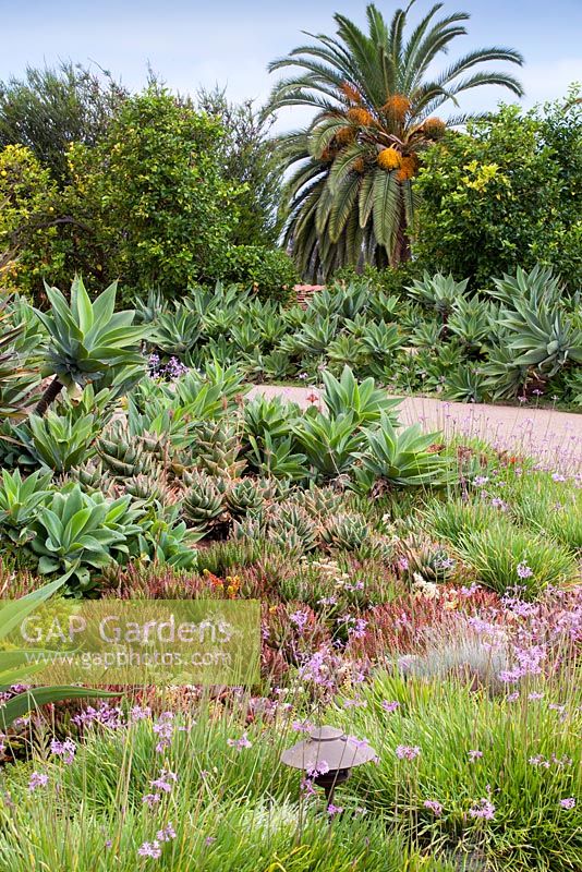 View of Agave attenuata in mixed bed. Suzy Schaefer's garden, Rancho Santa Fe, California, USA. August.