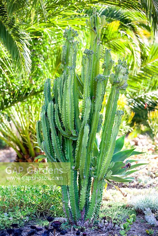 Euphorbia ingens, Candelabra tree. Suzy Schaefer's garden, Rancho Santa Fe, California, USA
