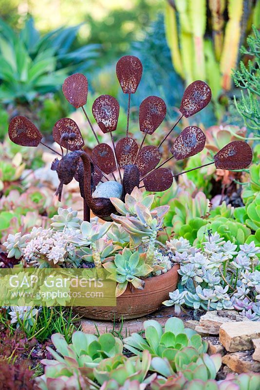 Graptopetalum paraguaye in a container with a rusted metal Peacock sculpture. Suzy Schaefer's garden, Rancho Santa Fe, California, USA