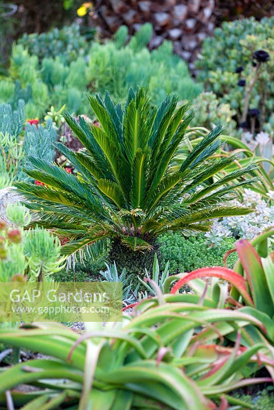Sago Palm and succulents in mixed border at Suzy Schaefer's garden, Rancho Santa Fe, California, USA