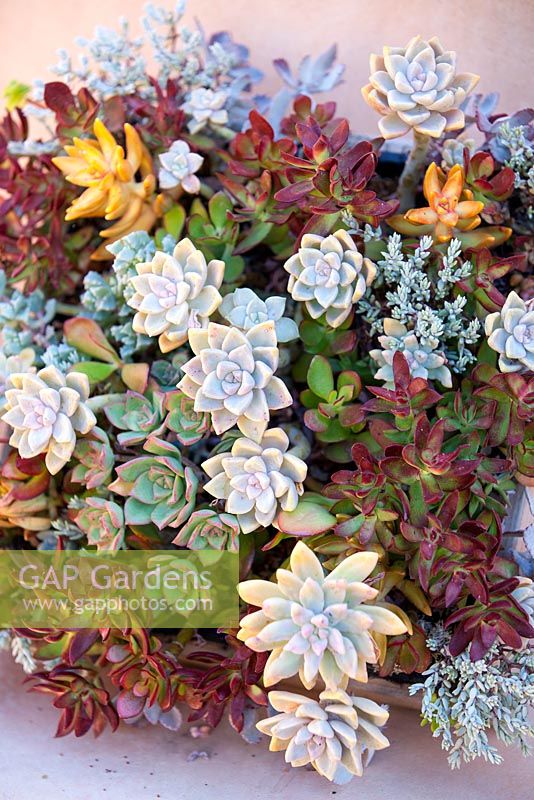 Succulent display. Succulents, August. Suzy Schaefer's garden, Rancho Santa Fe, California, USA