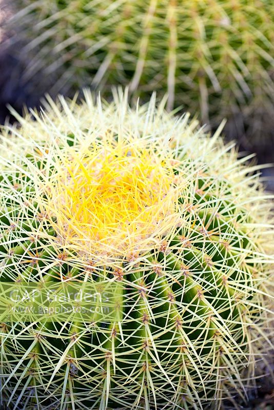 Echinocactus grusonii, Golden Barrel cactus. Cactus, August. Close up plant portrait of cactus. Suzy Schaefer's garden, Rancho Santa Fe, California, USA
