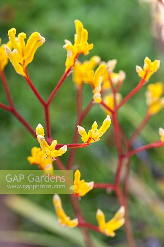 Anigozanthos pulcherrimus, Kangeroo Paw.  Perennial, August. Close up portrait of yellow furry flowers with red stems. Suzy Schaefer's garden, Rancho Santa Fe, California, USA