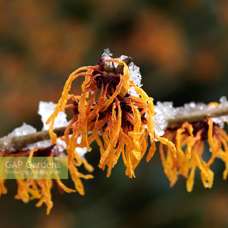 Witch hazel, a small deciduous tree which bears spidery, brightly coloured, fragrant flowers in midwinter. Hamamelis x intermedia Orange Peel.