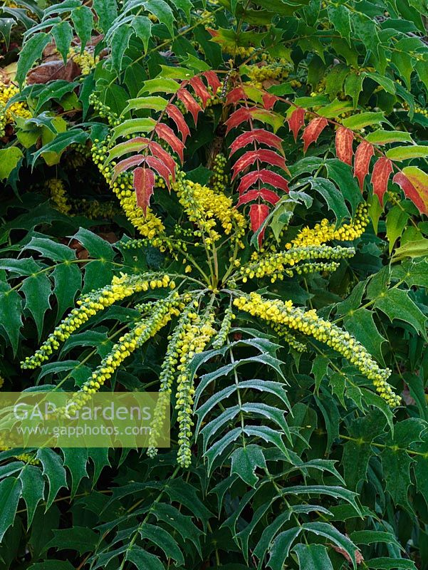 Mahonia x lindsayae 'Cantab', an evergreen shrub with glossy green toothed leaflets, some turning red in winter, and arching sprays of fragrant, yellow flowers.