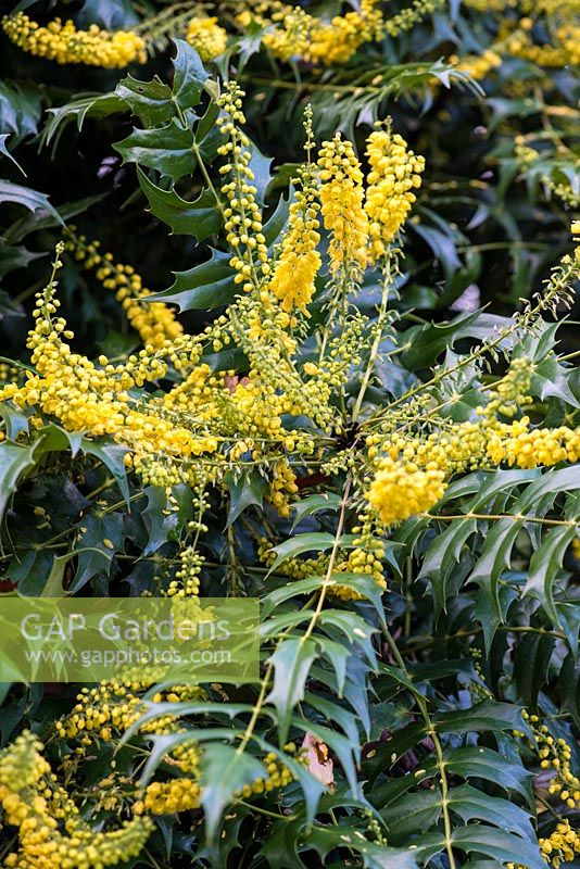 Mahonia 'Buckland', an evergreen shrub with sharply serrated leaves and sprays of golden, fragrant little flowers in winter.
