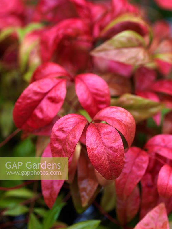 Nandina domestica 'Fire Power', heavenly bamboo, an evergreen shrub with fiery foliage in winter, white flowers in spring followed by red berries.