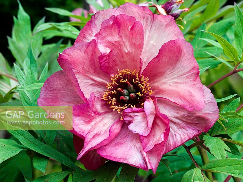 Paeonia 'Hesperus', a tree peony flowering in spring with rose pink flowers made up of several rows of silky petals, suffused darker pink at edges.
