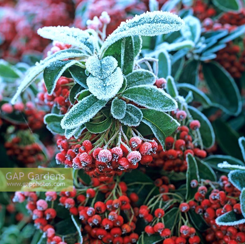 Pyracantha 'Mohave', spiny evergreen shrub with glossy leaves, small white flowers in early summer,  long-lasting red berries in autumn and into winter. Frost.