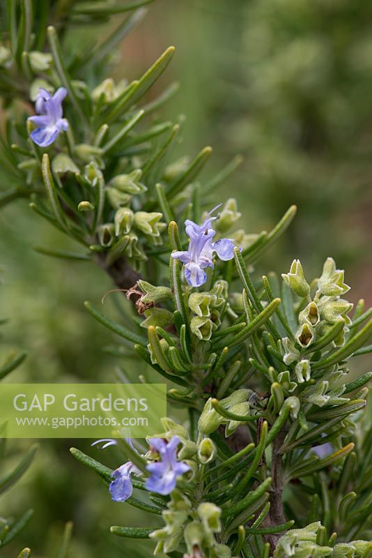 Rosemarinus 'Green Ginger', rosemary, a herb with aromatic leaves and tiny blue flowers in June