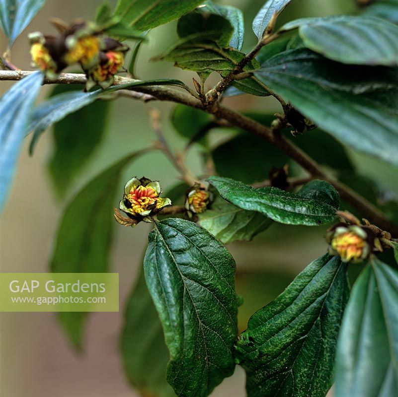 X Sycoparrotia, hybrid genus of species of semi-evergreen shrub. Glossy dark green leaves and, from winter into spring, clusters of brown woolly buds opening to show red anthers.