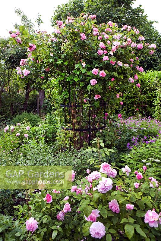 Rosa 'Constance Spry' on metal support in rosegarden, mixture of geraniums