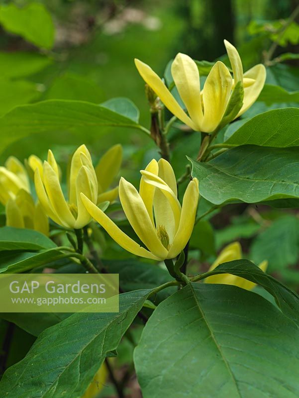 Magnolia Daphne, a small deciduous tree flowering in late spring with rich yellow, upturned flowers.