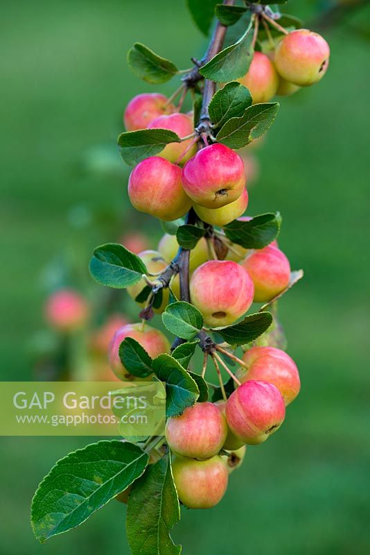 Malus x robusta Red Sentinel, crab apple, bears masses of small red and yellow fruits in autumn.