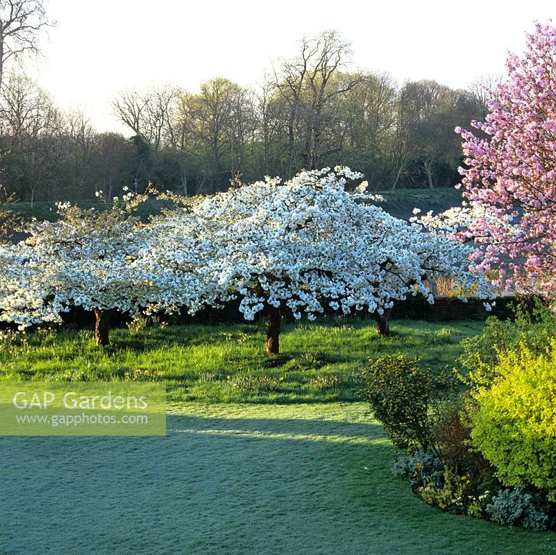 Edging frosty lawn, two cherry trees. On the left, white spreading Prunus Shirotae, on the right a pink Prunus sargentii above gold Coronilla glauca.
