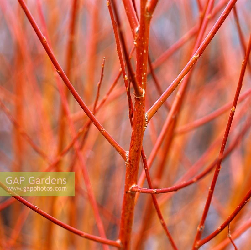 Salix alba var. vitellina Britzensis, fiery, reddish orange shoots in winter. 