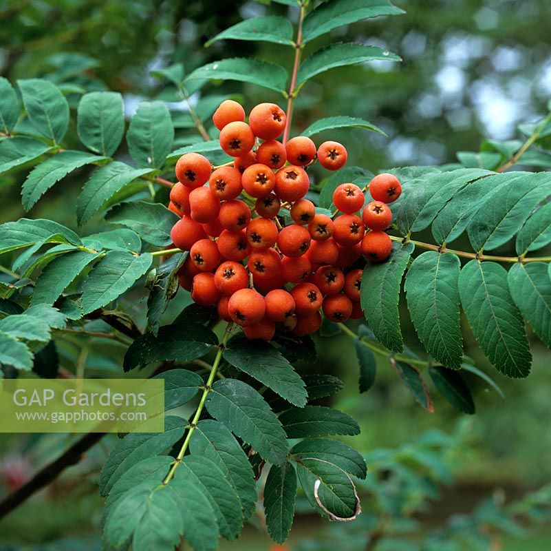 Sorbus Macerensis, a deciduous tree with red berries from late summer.