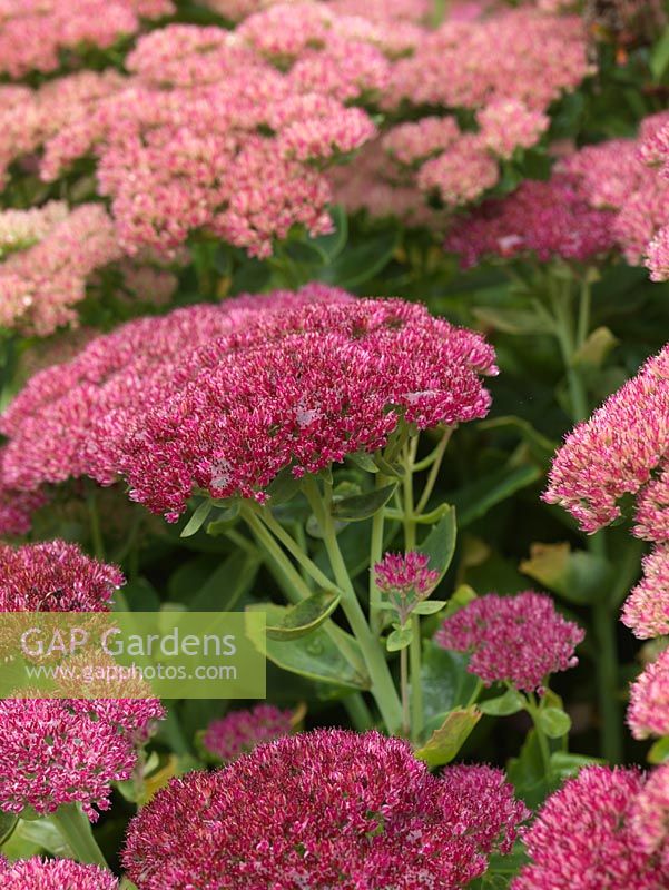 Sedum 'Autumn Joy', syn. Herbstfreude, ice plant, a deciduous perennial which, in autumn, bears flat topped flowerheads with lots of tiny pink flowers