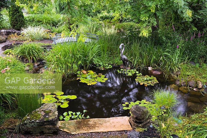 Gleditsia triacanthos 'Sunburst' - Honeylocust tree over pond with Eichhornia crassipes  Water Hyacinth, Nymphaea - Water Lily, Papyrus - Ornamental Grass also known as Cyperus - Egyptian Paper Rush, Iris ensata ' Japanese Iris' plants in backyard country garden in summer, Quebec, Canada