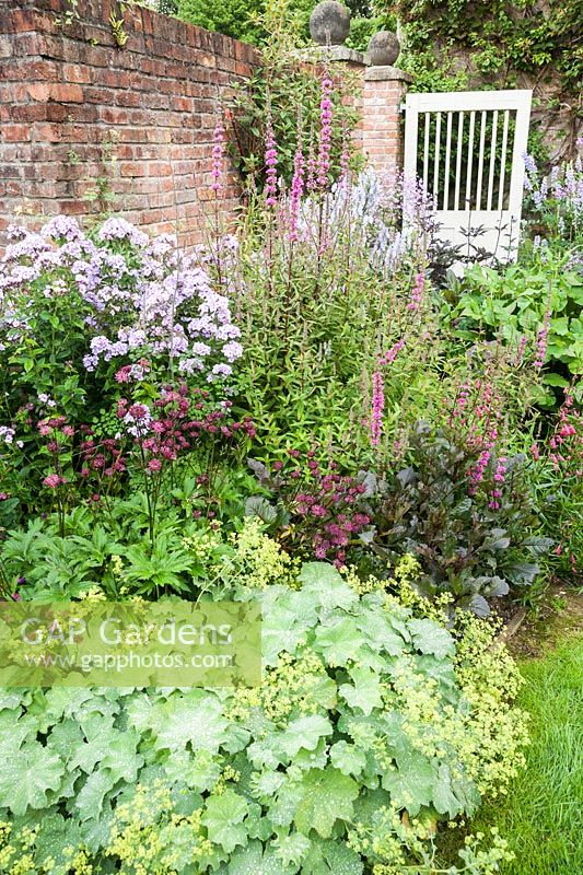 The Walled Garden planted with purples, pinks and blues with accents of lime green Alchemilla mollis beside deep red Astrantia 'Hadspen Blood', phlox and Lythrum salicaria 'Lady Sackville'. Bosvigo, Truro, Cornwall, UK