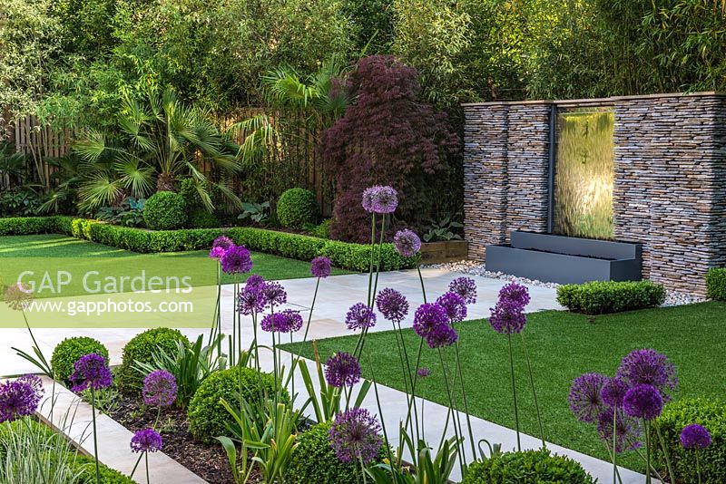 Town garden designed by Kate Gould. A stainless steel water feature is set into a dry stone wall. Rectangular patches of lawn are edged in box balls interplanted with purple and white allium. Boundary beds are filled with bamboo, cordyline, acer, Trachycarpus fortunei, hosta and euphorbia.