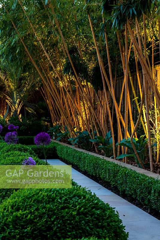 Floodlit Phyllostachys aureosulcata f. aureocaulis. Stone path edged in a line of box balls, a box hedge, and a raised bed of hostas beneath the tall golden bamboo.