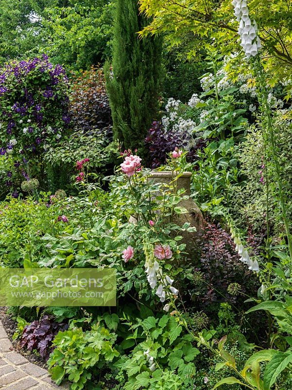 A mature mixed border of roses, foxgloves, clematis, rumex and ornamental alliums.