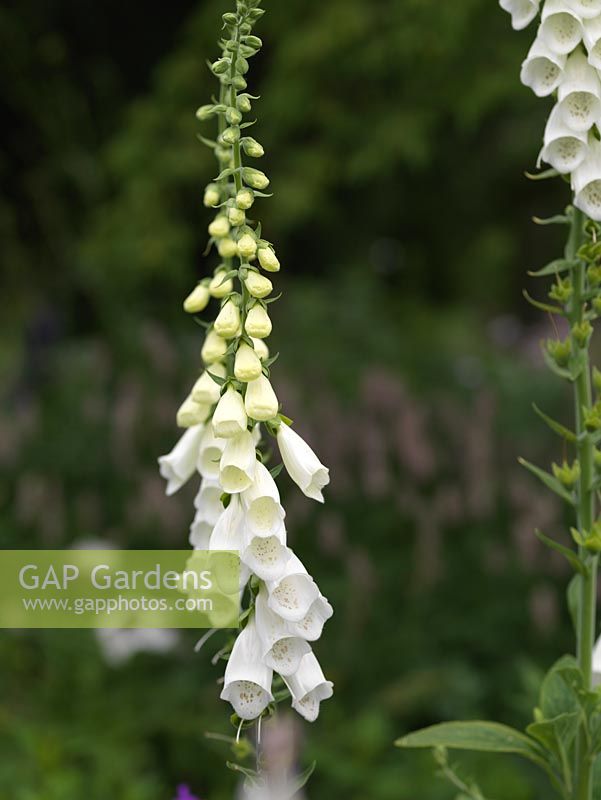 Digitalis purpurea Alba, foxglove, a stately herbaceous perennial, self-seeding, with tall spikes of flowers from spring.