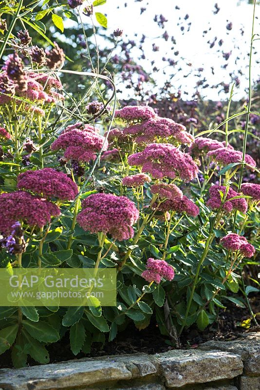 Sedum 'Herbstfreude', syn. Hylotelephium spectabile 'Indian Chief', Sedum spectabile 'Autumn Joy'