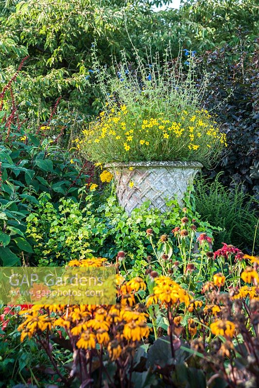 Stone urn in the Lanhydrock Garden, otherwise known as the hot garden, planted with bidens and Salvia patens, with Ligularia dentata 'Desdemona' in the foreground. Wollerton Old Hall, nr Market Drayton, Shropshire, UK