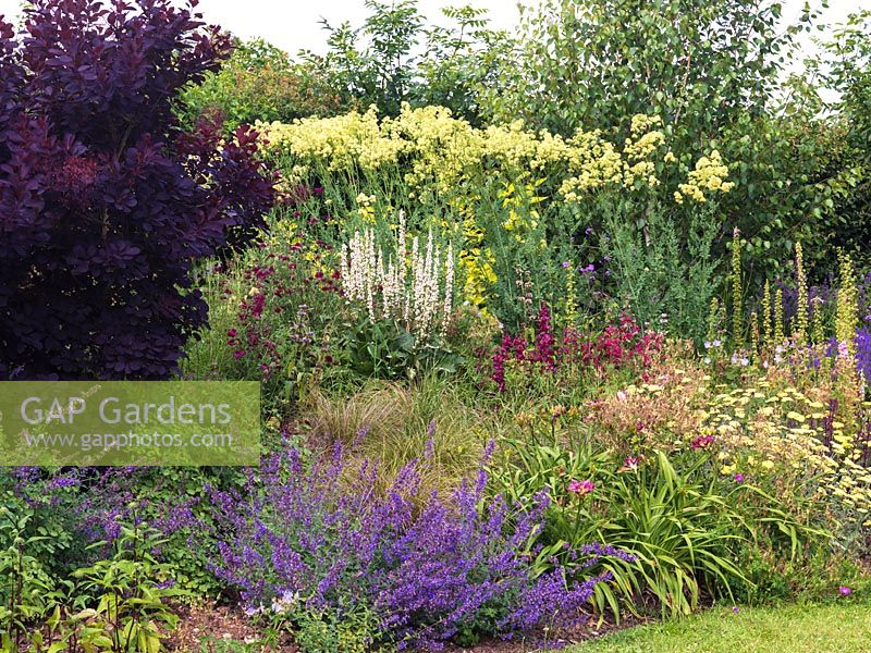 Informal border with smokebush, achillea, verbascum, daylily, catmint,foxglove, scabious, salvia and clump of tall, yellow Thalictrum flavum subsp. glaucum.