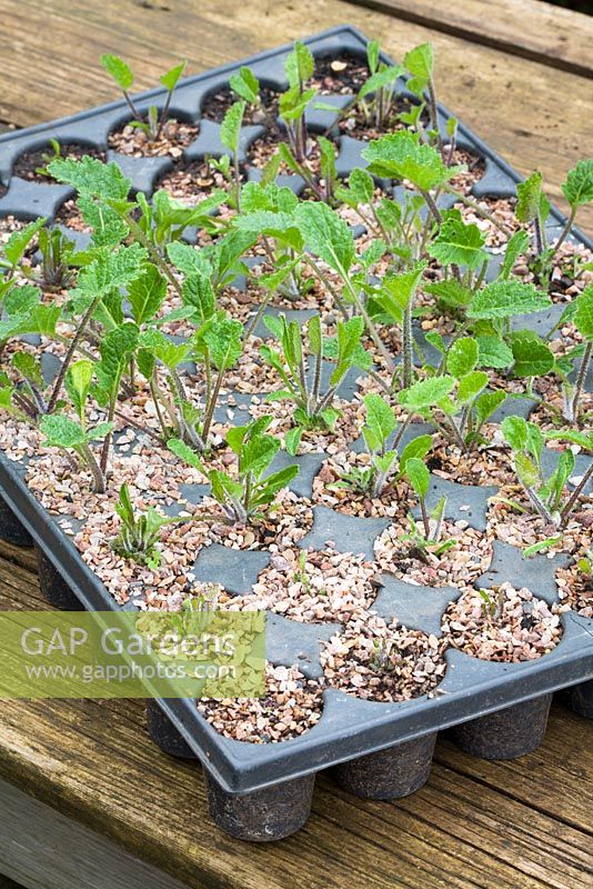 Potting on Crambe cordifolia root cuttings. Module tray showing sprouted root cuttings ready to pot on. Shows uneven growth due to variable bottom heat under tray