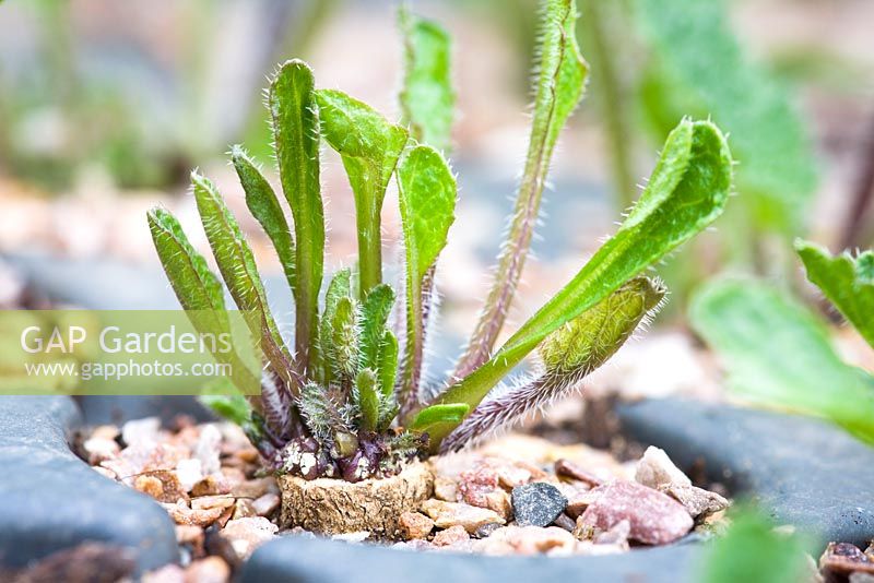 Potting on Crambe cordifolia root cuttings. Close up of sprouted root in modular seed tray