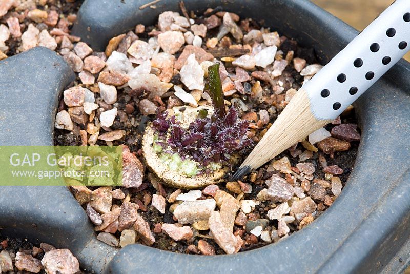 Potting on Crambe cordifolia root cuttings. Close up of sprouted root in modular seed tray