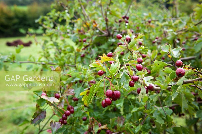 Crataegus monogyna - Hawthorn berries. 