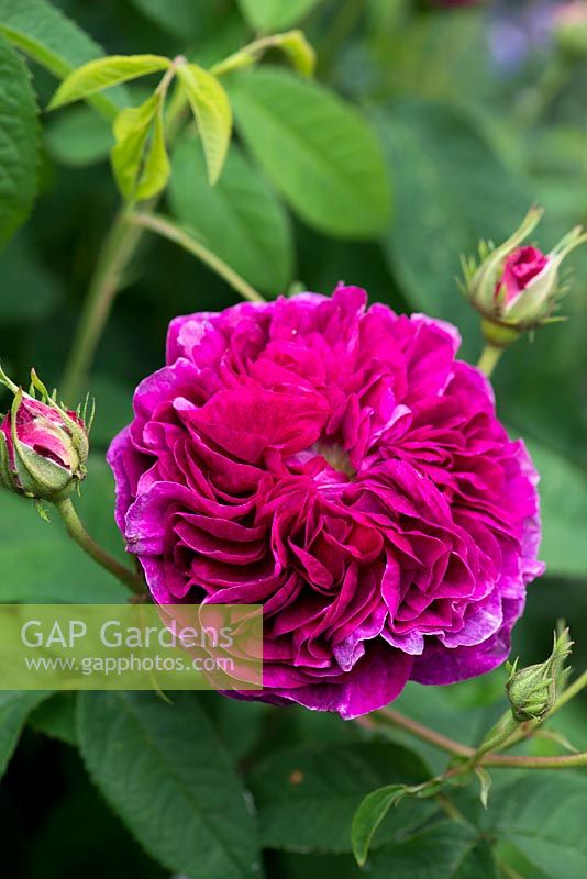 Rosa gallica 'Charles de Mills', Gallica rose