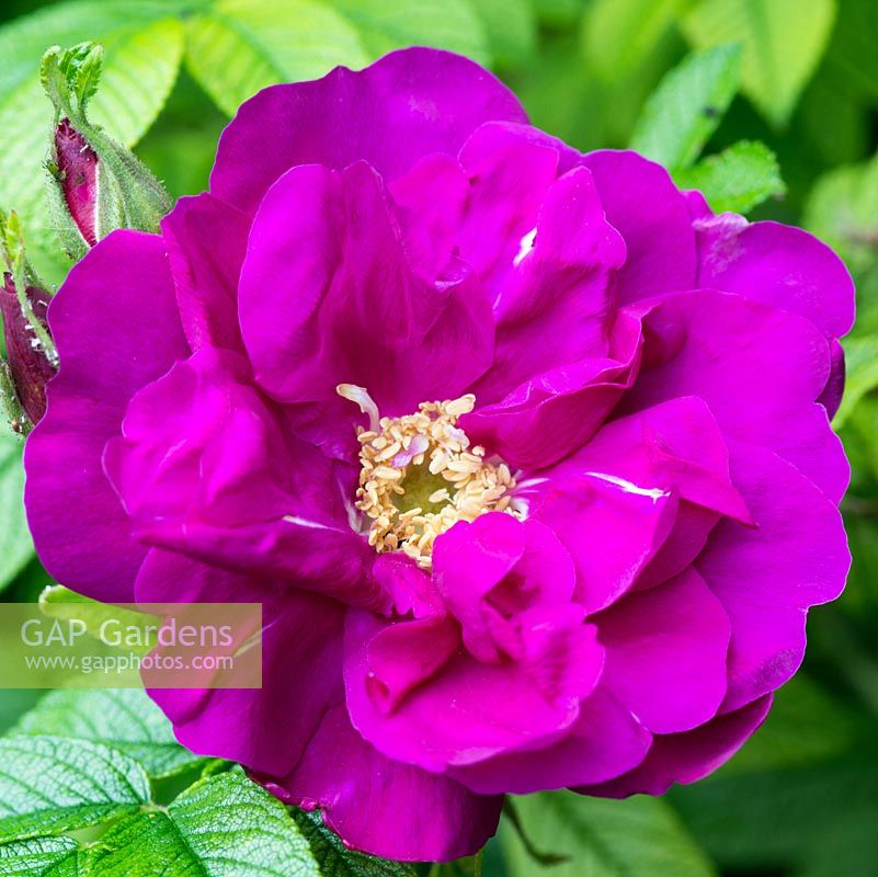 Rosa rugosa 'Roseraie de L'Hay', shrub rose
