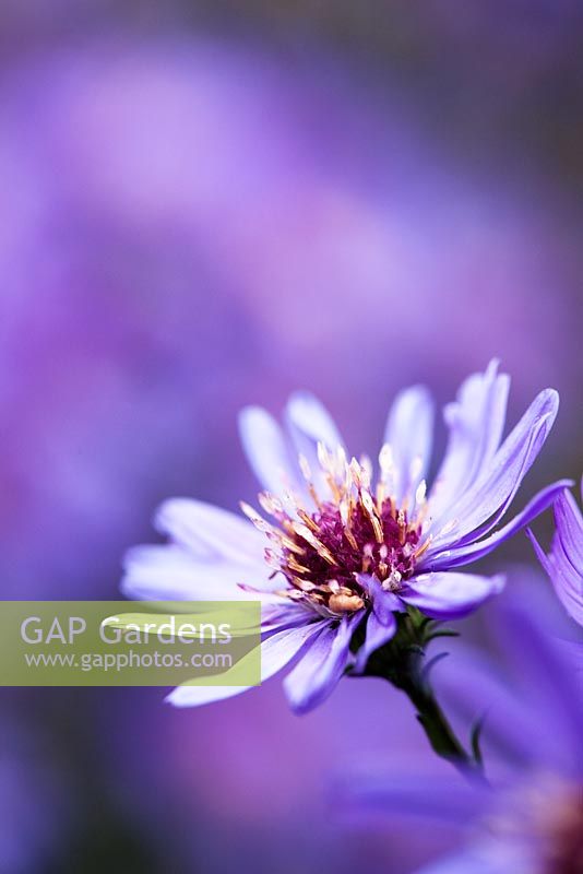 Aster laevis 'Calliope' 