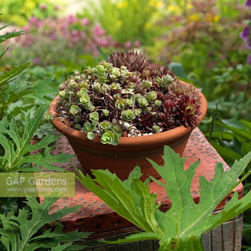 A terracotta container with Sedum and Sempervivum