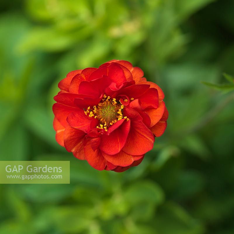 Geum flora plena 'Blazing Sunset', a hardy perennial with large, long lasting, fully doubled flowers.