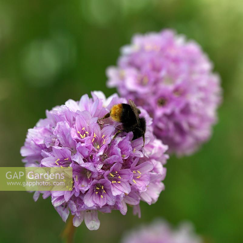 A bumble bee foraging for pollen on an Armeria flower.