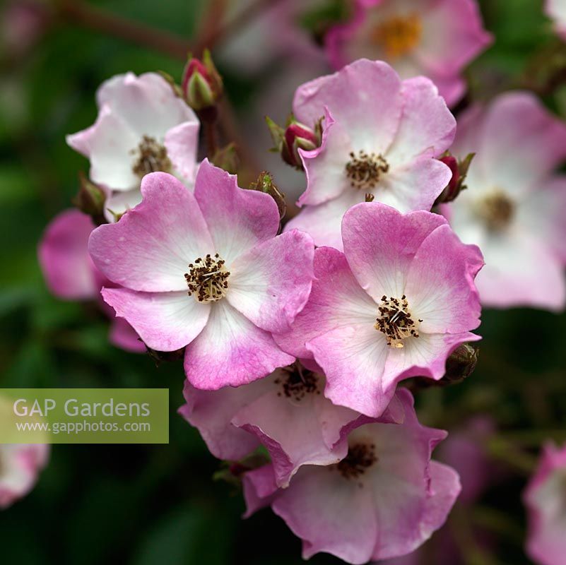 Rosa Ballerina, a dainty hybrid musk rose with small pink white flowers. It can be grown as a shrub or trained to climb.