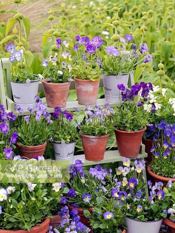 Collection of hardy, perennial violas, planted in pots, and displayed on shelves. Varieties include Fiona Lawrenson, Helen Dillon, Jennifer Andrews, Lucy, Columbine, Josie and Pat Kavanagh.