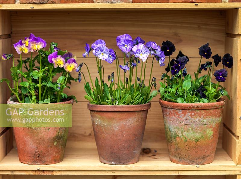 Displayed in old wine boxes, against brick wall, pots of hardy perennial violas. From left to right. Nora, Columbine, Raven.