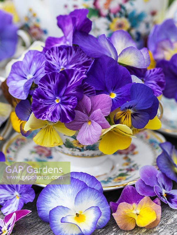 Edwardian bone china coffee set, the cups filled with perennial violas. Behind, blue love-in-the-mist.