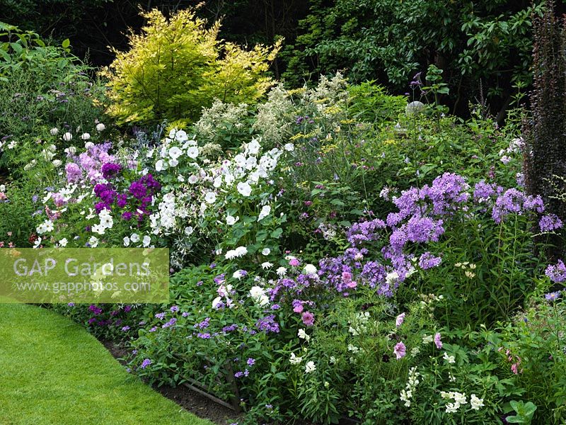 Herbaceous border with Lavatera Mont  Blanc, Cosmos Rose Bonbon, Verbena bonariensis, dahlia, acer, Persicaria polymorpha, Phlox paniculata - Franz Schubert, Natascha, Border Gem.