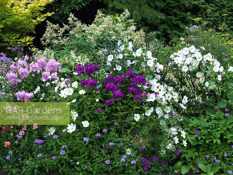 Herbaceous border with Lavatera Mont  Blanc, Cosmos Rose Bonbon, Nicotiana mutabilis, fennel, dahlia, acer, Persicaria polymorpha, Phlox paniculata - Franz Schubert, Natascha, Border Gem.